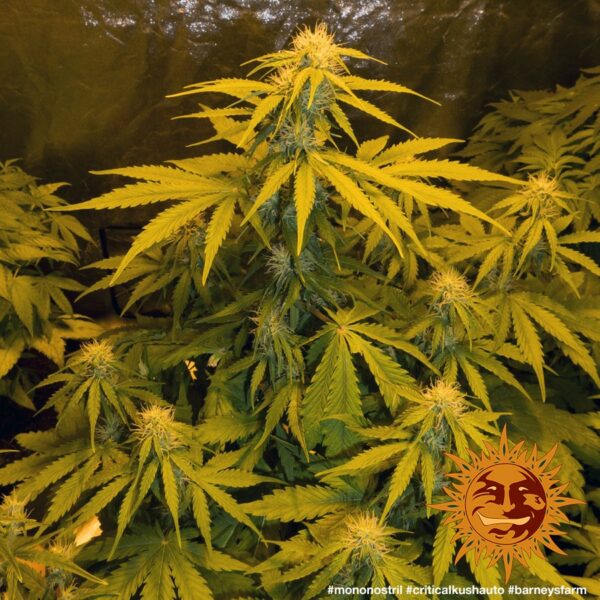 Critical Kush Auto Feminised Seeds - Image 4