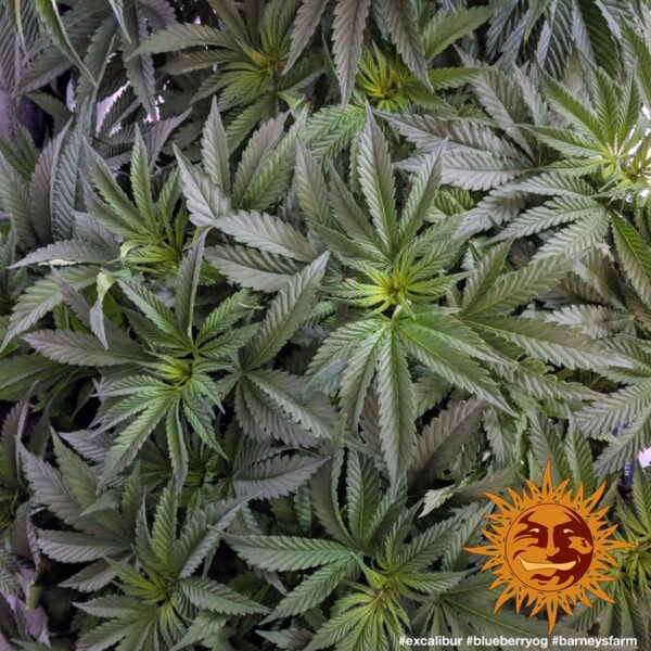Blueberry OG Feminised Seeds - Image 2