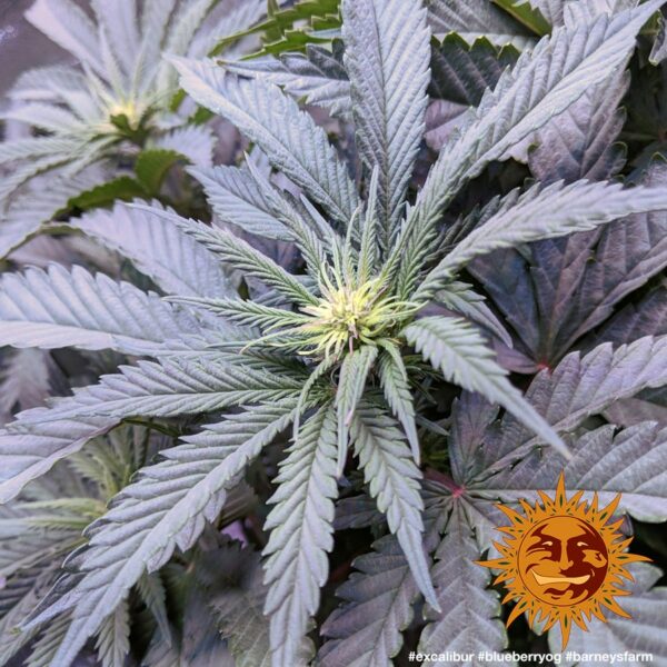 Blueberry OG Feminised Seeds - Image 3