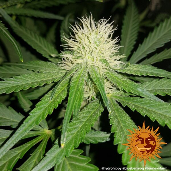 Blueberry OG Feminised Seeds - Image 4