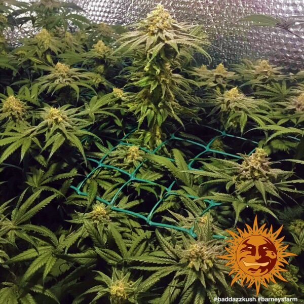 Bad Azz Kush Feminised Seeds - Image 2