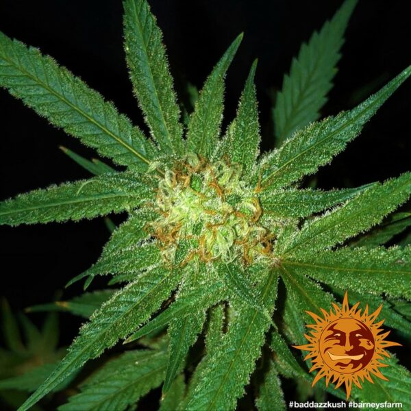 Bad Azz Kush Feminised Seeds - Image 3