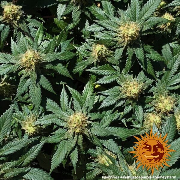 Ayahuasca Purple Feminised Seeds - Image 2