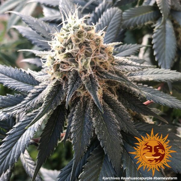 Ayahuasca Purple Feminised Seeds - Image 3