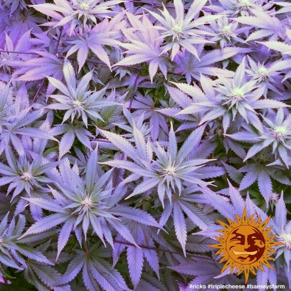 Triple Cheese Feminised Seeds - Image 2