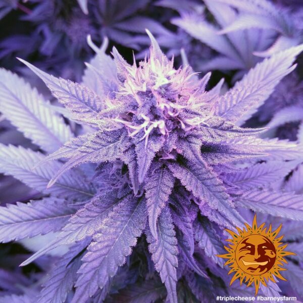 Triple Cheese Feminised Seeds - Image 3