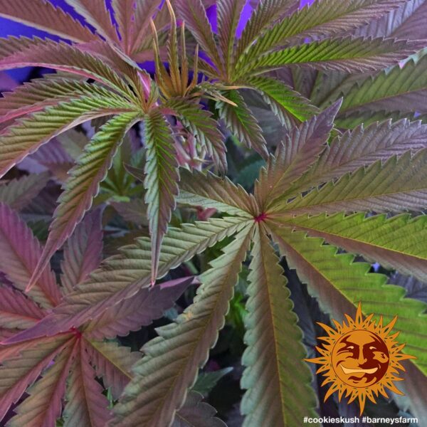 Cookies Kush Feminised Seeds - Image 2