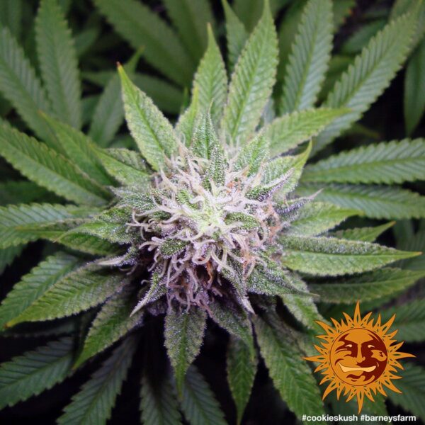 Cookies Kush Feminised Seeds - Image 3