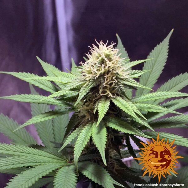 Cookies Kush Feminised Seeds - Image 4