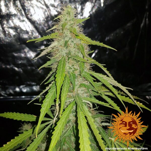 NYC Diesel Auto Feminised Seeds