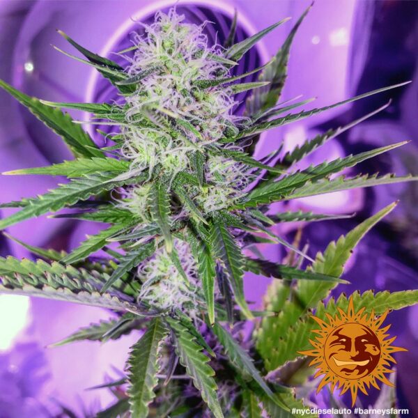 NYC Diesel Auto Feminised Seeds