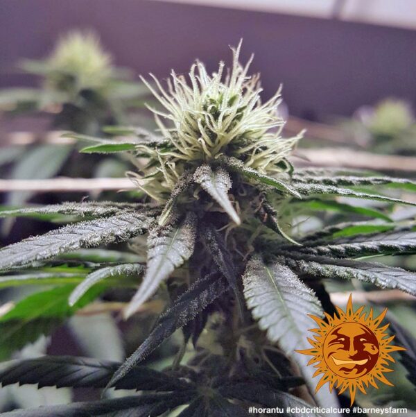 Critical Cure CBD Feminised Seeds - Image 2