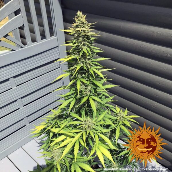 Sin Tra Bajo Auto Feminised Seeds - Image 2