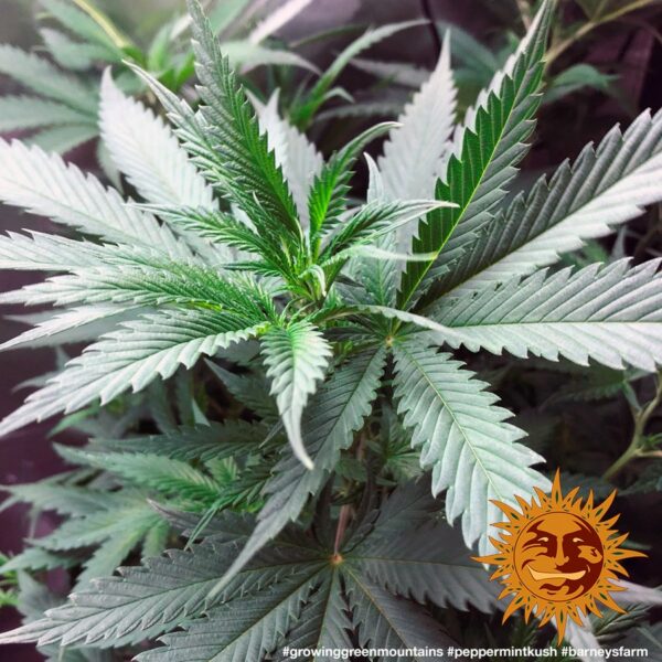 Peppermint Kush Feminised Seeds - Image 2