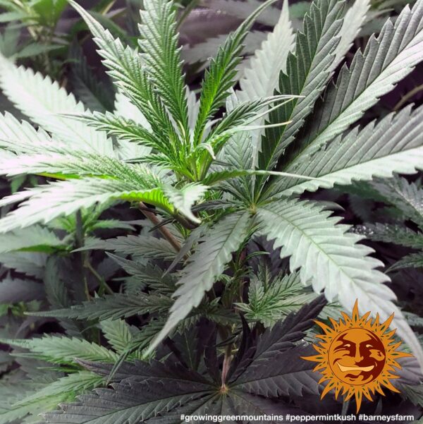 Peppermint Kush Feminised Seeds - Image 3