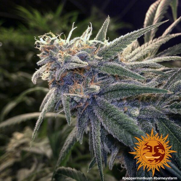 Peppermint Kush Feminised Seeds - Image 4