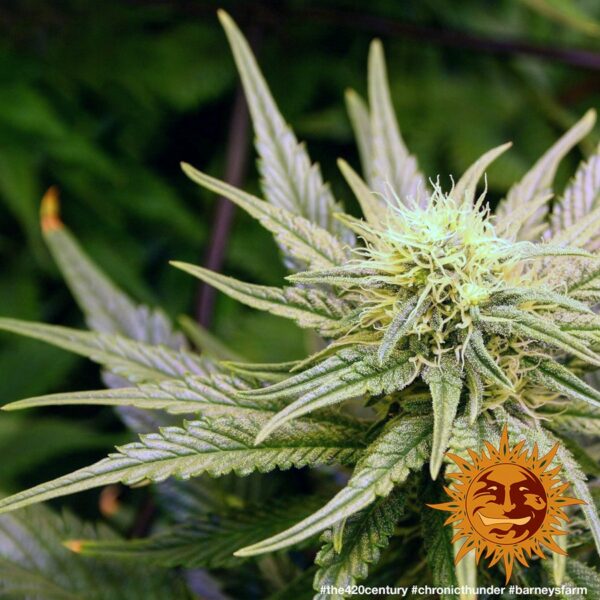Chronic Thunder Feminised Seeds - Image 2