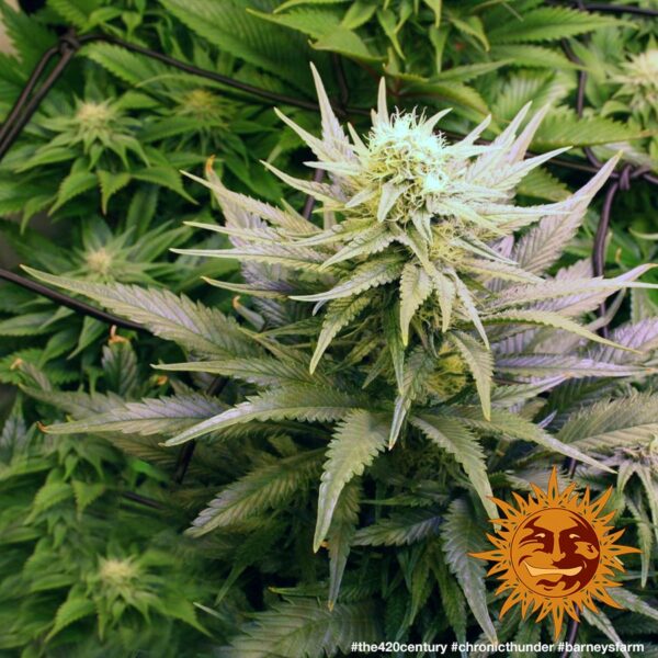 Chronic Thunder Feminised Seeds - Image 3