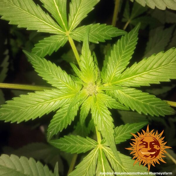 Blue Mammoth Auto Feminised Seeds