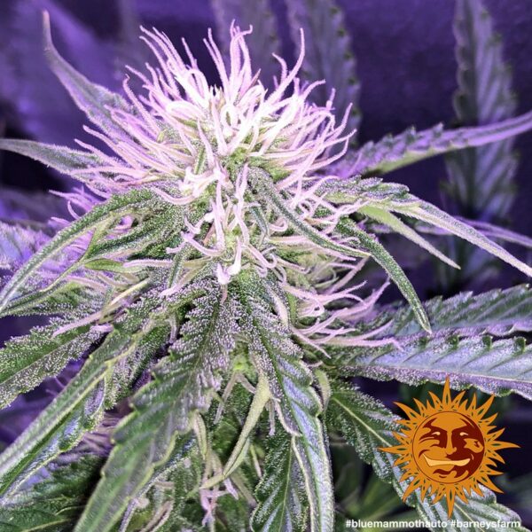 Blue Mammoth Auto Feminised Seeds