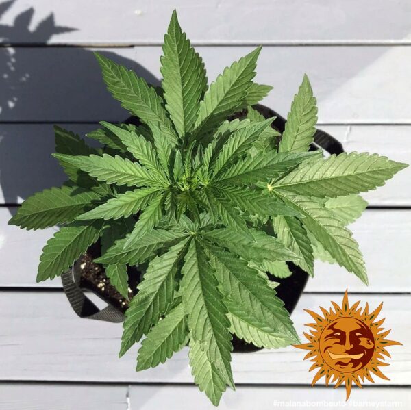Malana Bomb Auto Feminised Seeds