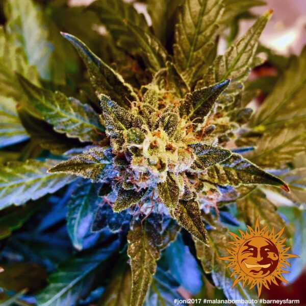 Malana Bomb Auto Feminised Seeds