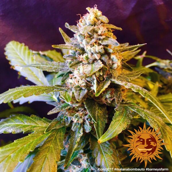 Malana Bomb Auto Feminised Seeds