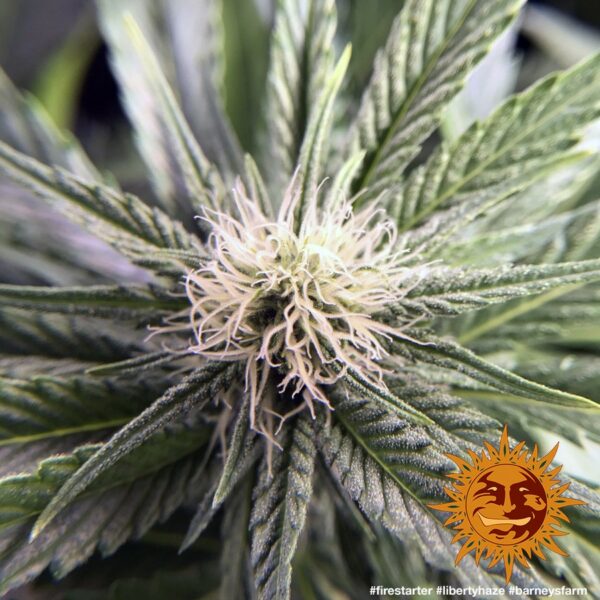 Liberty Haze Feminised Seeds
