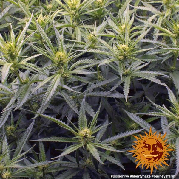 Liberty Haze Feminised Seeds