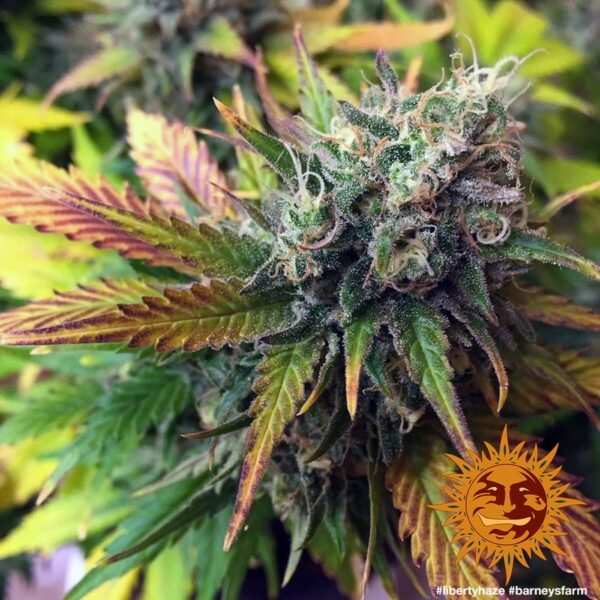 Liberty Haze Feminised Seeds