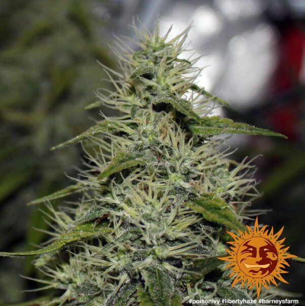 Liberty Haze Feminised Seeds
