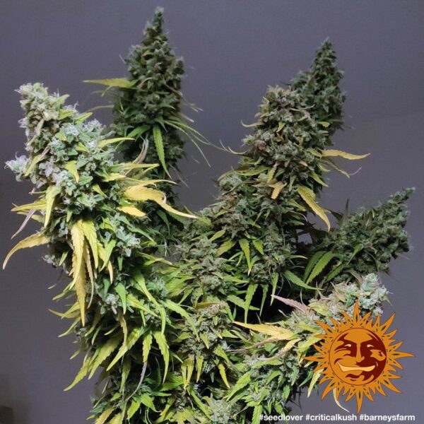 Critical Kush Feminised Seeds - Image 2