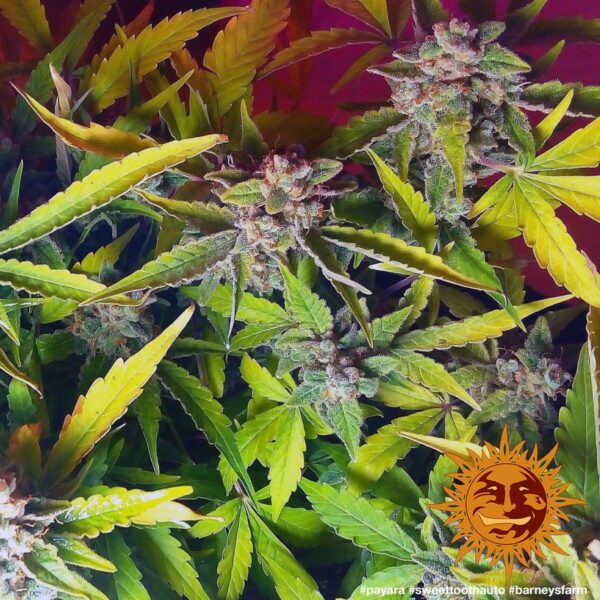 Sweet Tooth Auto Feminised Seeds - Image 2