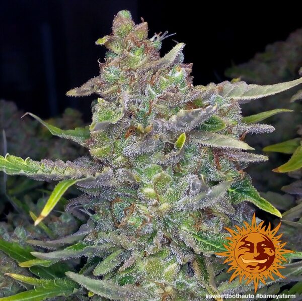 Sweet Tooth Auto Feminised Seeds - Image 3