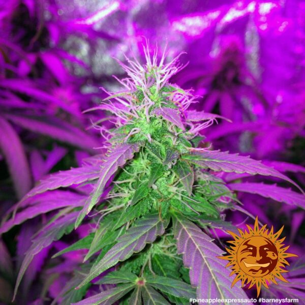 Pineapple Express Auto Feminised Seeds