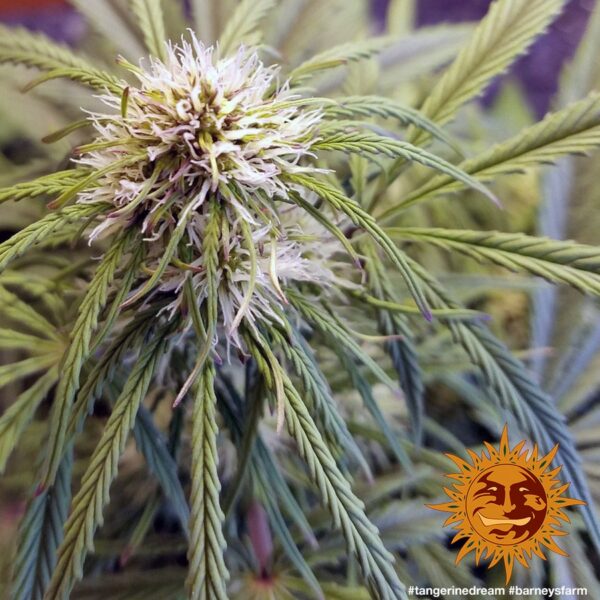 Tangerine Dream Feminised Seeds - Image 2