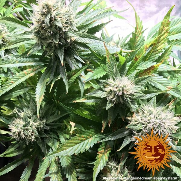 Tangerine Dream Feminised Seeds - Image 3