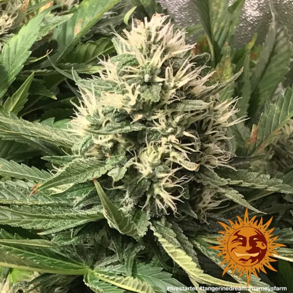 Tangerine Dream Feminised Seeds - Image 4