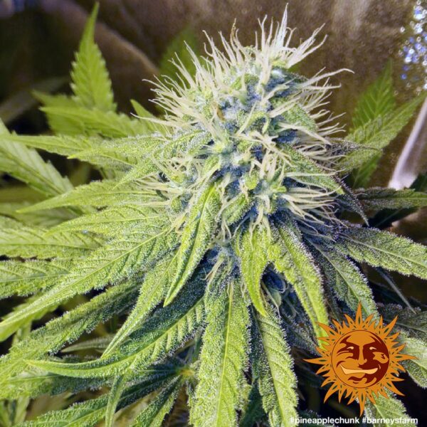 Pineapple Chunk Feminised Seeds