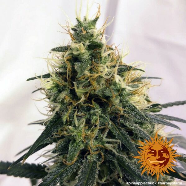 Pineapple Chunk Feminised Seeds