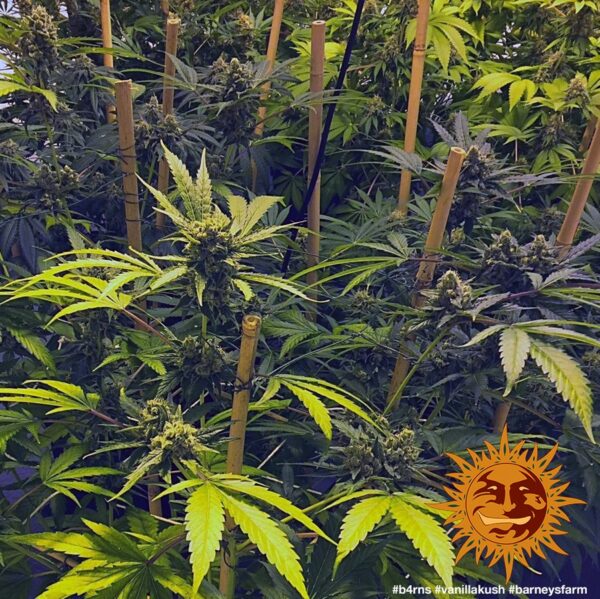 Vanilla Kush Feminised Seeds - Image 2