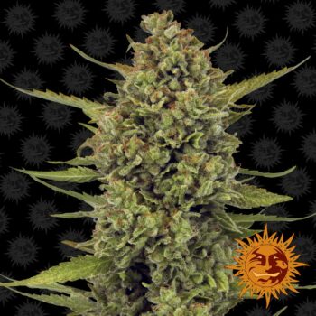 Acapulco Gold Feminised Seeds