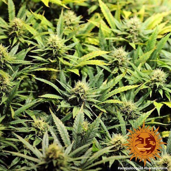 Acapulco Gold Feminised Seeds