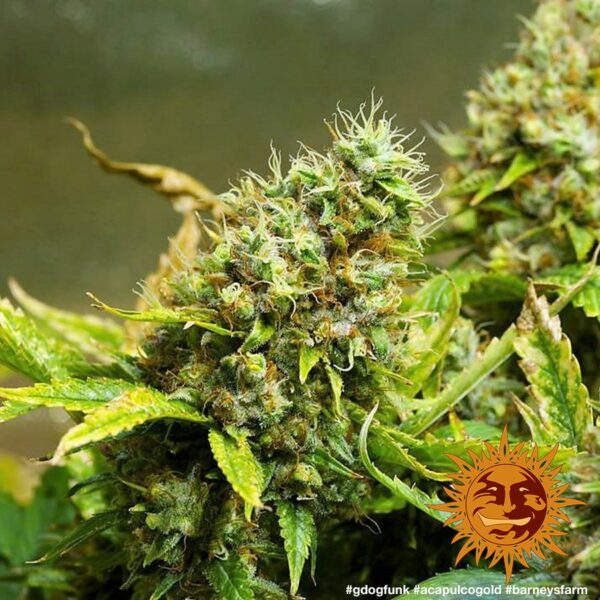 Acapulco Gold Feminised Seeds