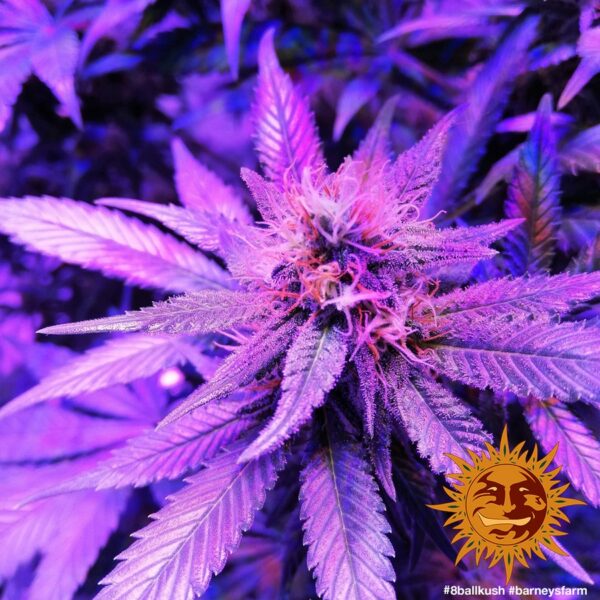 8 Ball Kush Feminised Seeds - Image 2