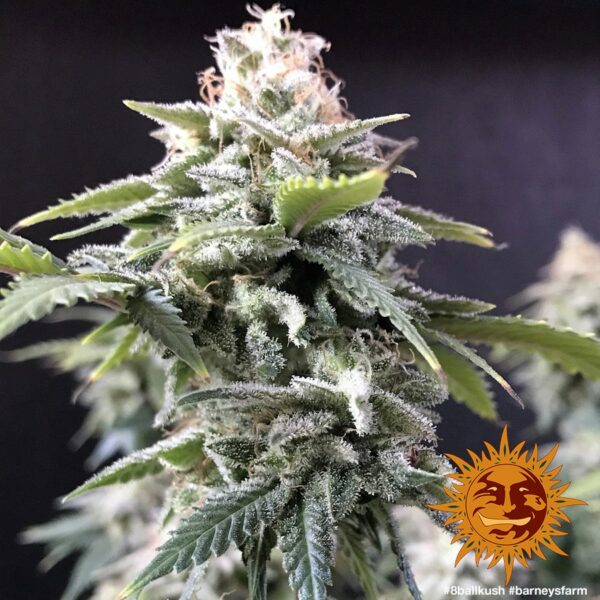 8 Ball Kush Feminised Seeds - Image 3