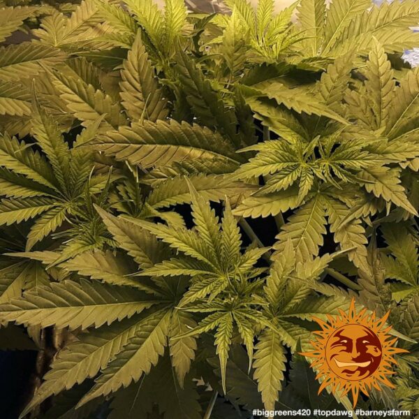 Top Dawg Feminised Seeds - Image 2