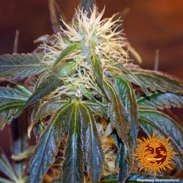 Top Dawg Feminised Seeds - Image 3