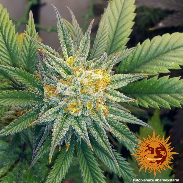 Utopia Haze Feminised Seeds - Image 2