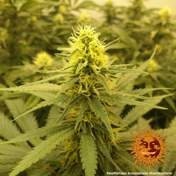 Utopia Haze Feminised Seeds - Image 3